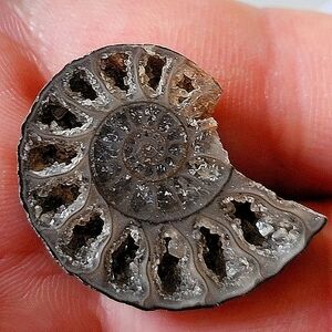 Rare Ammolite Fossil Crystal Gemstone Flatback Women's Jewelry Pendant DIY ✨️